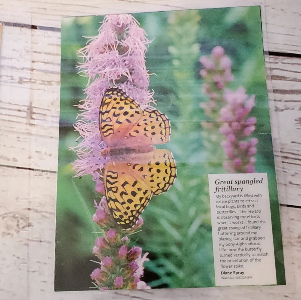 Handmade Cover For A Classic Sized Disc Bound Planner purple clematis, butterfly